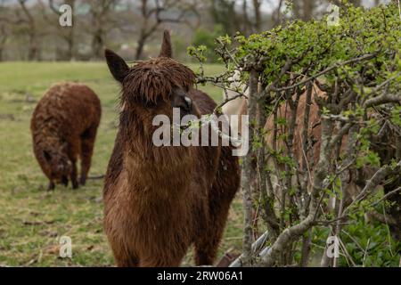 Brown Llama in a field eating the hedge row of Hawthorn Stock Photo