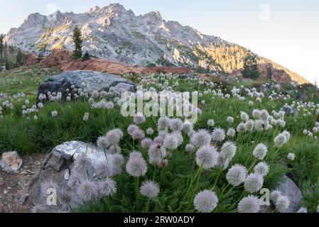 Unusual and pretty white or western pasqueflowers (Anemone (Pulsalitta) occidentalis) growing in the trinity alps mountains in California, USA. Stock Photo