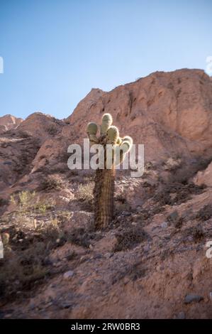 Cactus in the mountains of Jujuy in autumn 2023. Stock Photo