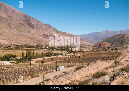 Wine cellars with cacti in the mountains of Jujuy in autumn 2023. Stock Photo