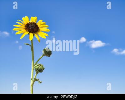 Wild sunflower against blue sky with puffy clouds, Eastern Washington. Stock Photo