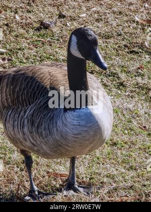 Close up photo of a Canadian Goose Stock Photo