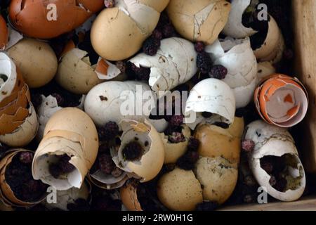 Lots of different white and brown eggshells, drunk eggs. Stock Photo