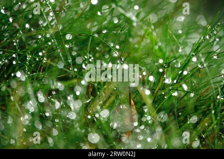 Grasses with morning dew, beautiful bokeh, Germany Stock Photo