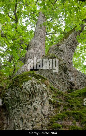 Natural Monument Wide Oak, Oak, Schwaebisch Hall, Heilbronn-Franken, Hohenlohe, Baden-Wuerttemberg, Germany Stock Photo
