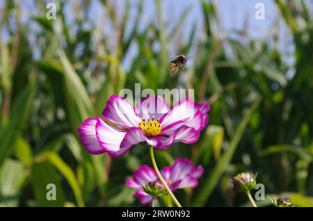 Mexican aster (Cosmos bipinnatus), flower, blossom, white, pink, bee, summer, blossom, pretty, A honeybee flies over the white pink opened blossom of Stock Photo