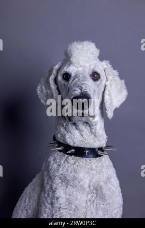 White dog, poodle, king poodle, large poodle with mohawk and spiked collar as punk, animal portrait, studio shot, Cologne, North Rhine-Westphalia Stock Photo