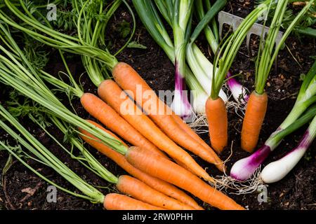 Carrots and spring onions in a garden, carrots and spring onions in a garden Stock Photo