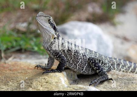 Australian water dragon (Physignathus lesueurii) sitting on a rock at Cabbage Tree Bay in Manly, Sydney, Australia, sunning itself Stock Photo