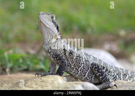 Australian water dragon (Physignathus lesueurii) sitting on a rock at Cabbage Tree Bay in Manly, Sydney, Australia, sunning itself Stock Photo
