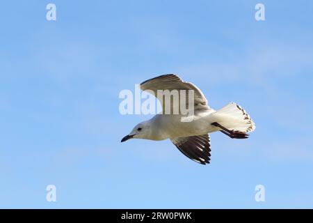 Silver gull (Chroicocephalus novaehollandiae) in flight on the shore of Lake King in Lakes Entrance, Victoria, Australia Stock Photo
