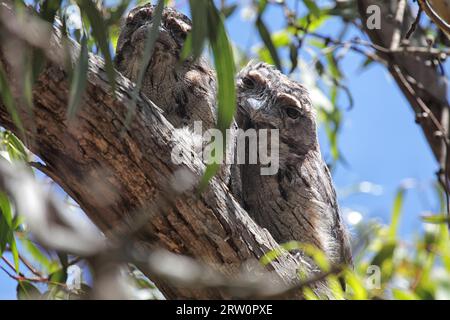 Two Tawny (Podargus strigoides) Frogmouths well camouflaged resting on a tree branch on Raymond Island in Lake King, Victoria, Australia. Two Tawny Stock Photo