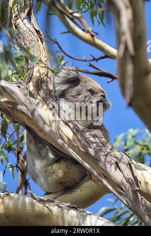 A koala (Phascolarctos cinereus) sits on a tree on Phillip Island, Victoria, Australia Stock Photo