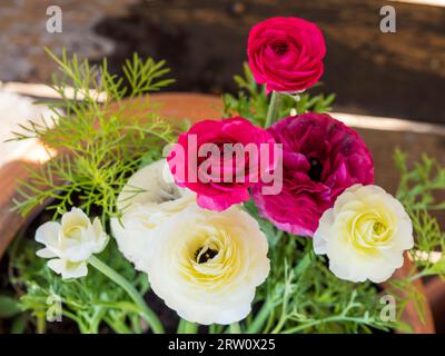 Dark pink and white Ranunculus or Buttercup flowers blooming and growing in a pot in an Australian garden Stock Photo