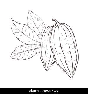 Vector illustration set of cocoa leaves and closed beans. Black outline of branch, graphic drawing. For postcards, design and composition decoration Stock Vector