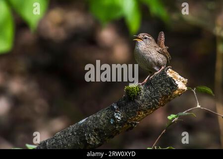 A wren in search of food, A wren is sitting on a branch Stock Photo