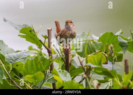 A wren in search of food, A wren is sitting on a branch Stock Photo