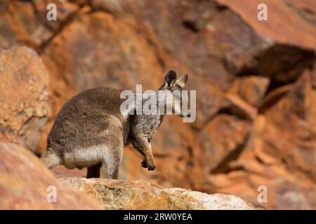 A rare sighting of a rock wallaby amongst rocks in a cliff face at ...