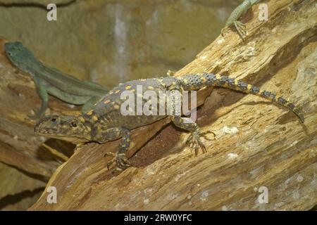 Detailed closeup on a colorful healthy Roughtail Rock agama, Laudakia stellio in a terrarium in the pet-trade Stock Photo