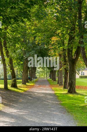 Avenue, horse chestnut (Aesculus hippocastanum), Castle Park, Schloss Berleburg, Bad Berleburg, Wittgensteiner Land, the district of Stock Photo