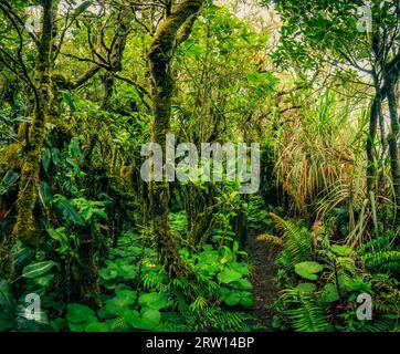 Photo of greenery and wilderness of jungle in Gunung Klabat in North Sulawesi, Indonesia. In this region, one can only meet people from isolated Stock Photo