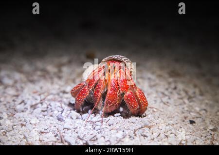 A, the so called Strawberry Hermit Crab (Coenobita perlatus) on Lady Elliot Island, Australia at night Stock Photo