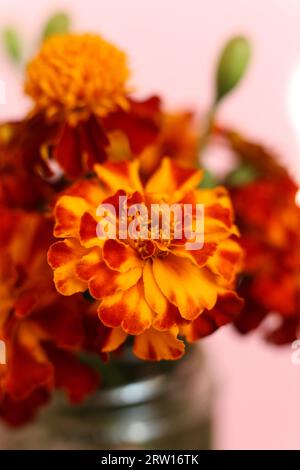 selective focus bright red and orange Tagetes patula, the French marigold flowers Stock Photo