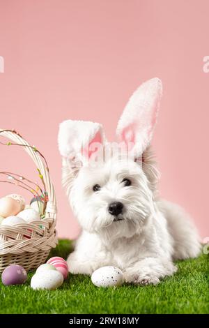 Happy Easter concept. Preparation for the holiday. Cute white dog next to colorful Easter eggs. Spring postcard. High quality photo Stock Photo