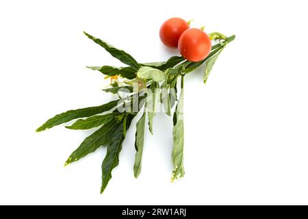 Solanum pseudocapsicum or Jerusalem cherry twig isolated on white background Stock Photo