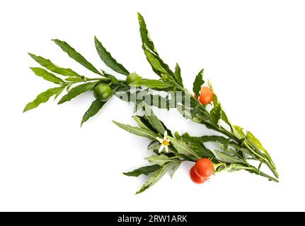 Solanum pseudocapsicum or Jerusalem cherry twig isolated on white background Stock Photo