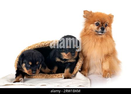 puppies rottweiler and spitz in front of white background Stock Photo