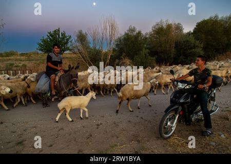 03.09.2017, Turkey, Aksaray, Bogazkoey - Young shepherd on a donkey with a flock of sheep and a friend from the neighbourhood on a path. 00A170903D401 Stock Photo