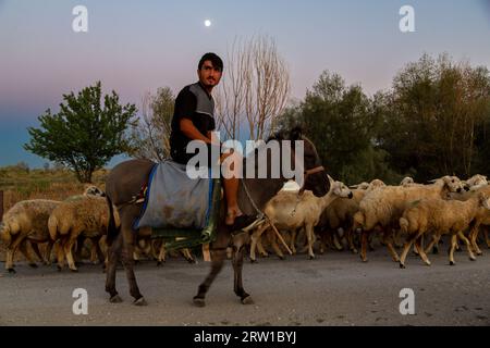 03.09.2017, Turkey, Aksaray, Bogazkoey - young shepherd on a donkey driving his flock of sheep over a path. 00A170903D405CAROEX.JPG [MODEL RELEASE: NO Stock Photo