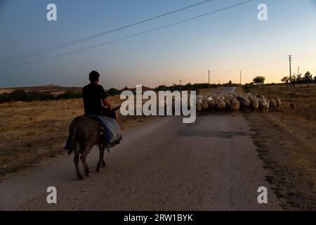 03.09.2017, Turkey, Aksaray, Bogazkoey - Young shepherd on a donkey driving his flock of sheep along a path. 00A170903D413CAROEX.JPG [MODEL RELEASE: N Stock Photo