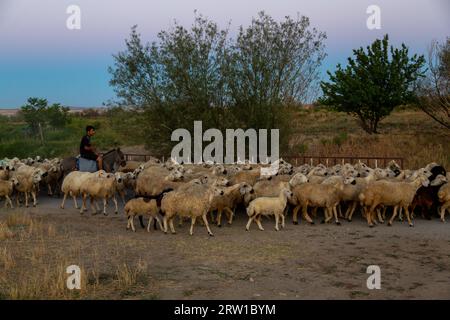 03.09.2017, Turkey, Aksaray, Bogazkoey - Young shepherd on a donkey driving his flock of sheep along a path. 00A170903D396CAROEX.JPG [MODEL RELEASE: N Stock Photo