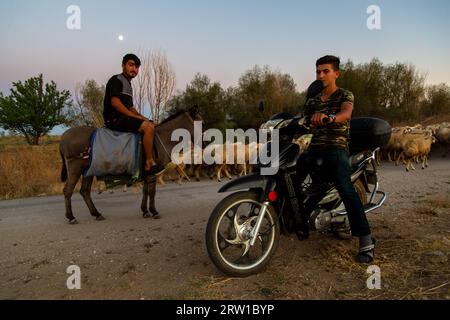 03.09.2017, Turkey, Aksaray, Bogazkoey - Young shepherd on a donkey with a flock of sheep and an acquaintance from the neighbourhood on a path. 00A170 Stock Photo