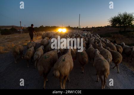 03.09.2017, Turkey, Aksaray, Bogazkoey - Young shepherd driving his flock of sheep over a path. 00A170903D420CAROEX.JPG [MODEL RELEASE: NO, PROPERTY R Stock Photo