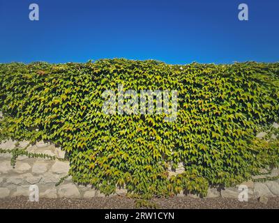 Texture of a wall growing with wild vines. Closeup green foliage on a stone masonry over blue sky background Stock Photo