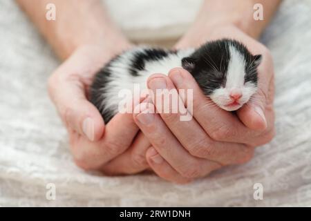 Sweet small kitten sleeps on his owner's hand closeup Stock Photo