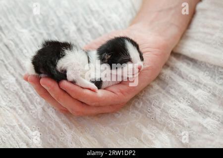 Adopt cat concept. Small kitten sleeps on human hand, closeup photo Stock Photo