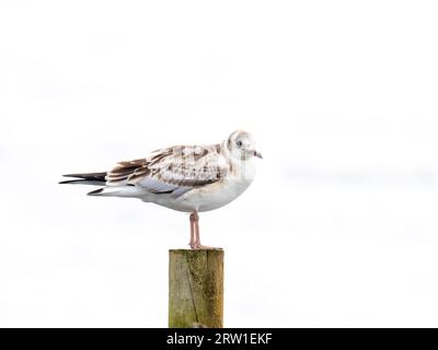 An immature Black headed Gull, Chroicocephalus ridibundus in Ambleside, UK. Stock Photo