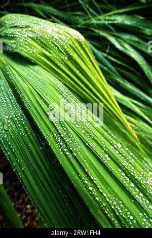 Small diamonds of water on the leaves of a garden plant Stock Photo