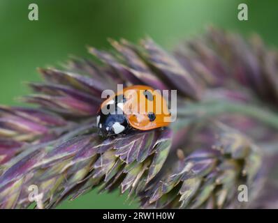 Sevenspotted ladybird coccinella septempunctata on a grass straw Stock Photo