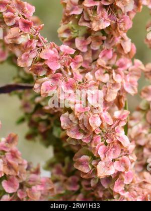 Red seed from curled dock plant Rumex crispus close-up Stock Photo