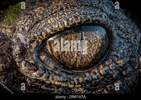 The amazing eye of a Saltwater Crocodile up close. Stock Photo