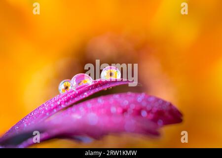 Macro Capture of Dew Drops on Gerbera Petals with Flower Reflection Stock Photo