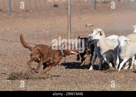 Australian Kelpie Dog working sheep oil the Australian Outback. Stock Photo