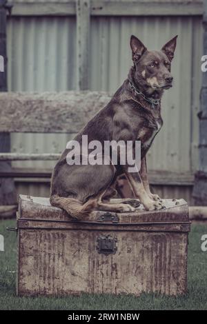 Australian Kelpie. The Dog On The Tucker Box. Stock Photo