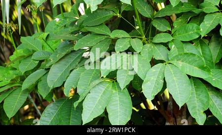Hevea brasiliensis, rubber leaves or Para rubber tree, sharinga tree, seringueira, rubber tree, rubber plant, para. This plant produces latex. Stock Photo