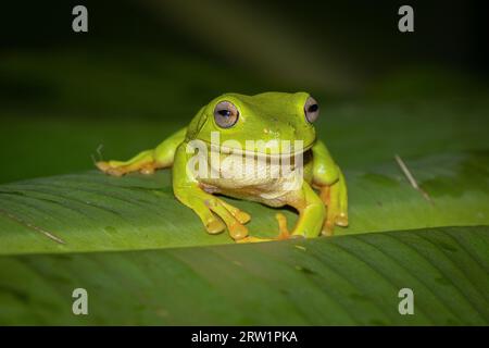 A beautiful vibrant Green Tree Frog sitting on a banana leaf. Northern Territory, Australia Stock Photo